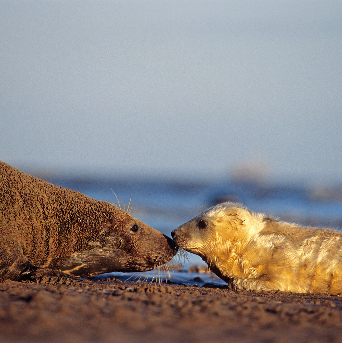 Grey seal pup and mother