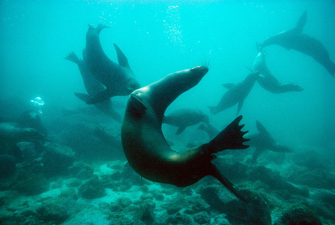 Californian sea lions