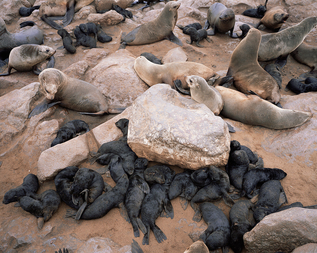 Cape Cross seal pups