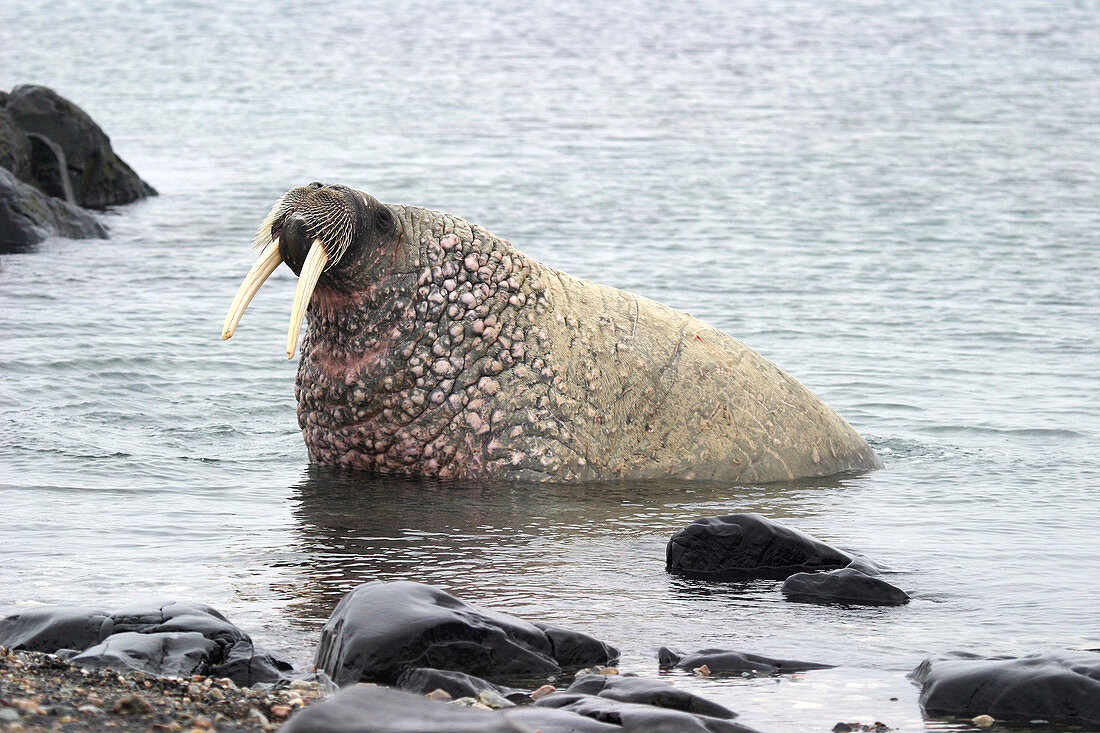 Walrus