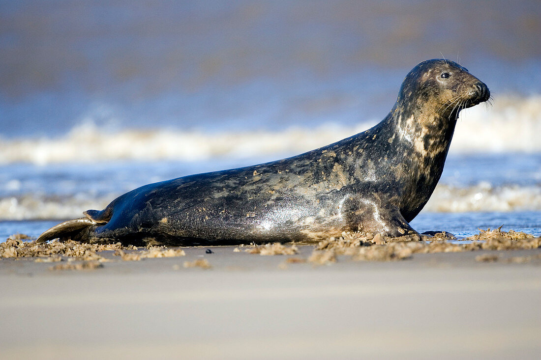 Female grey seal