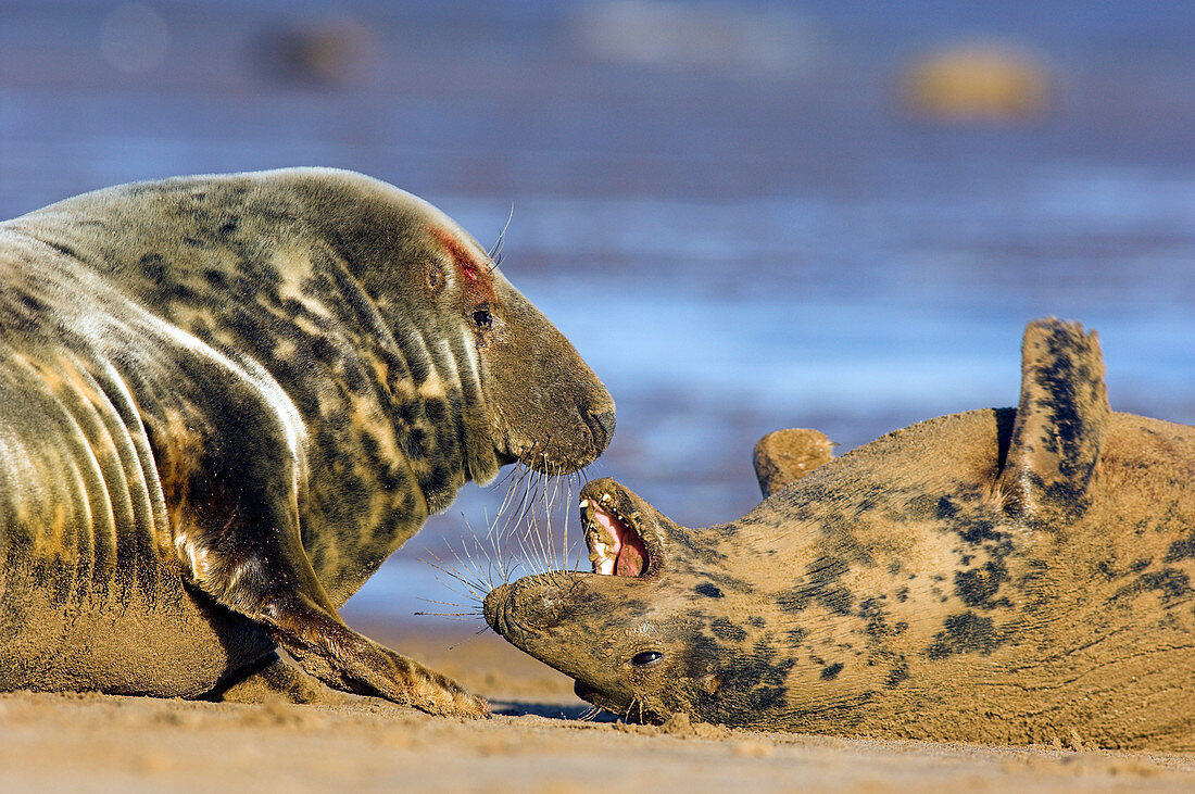 Grey seal aggression