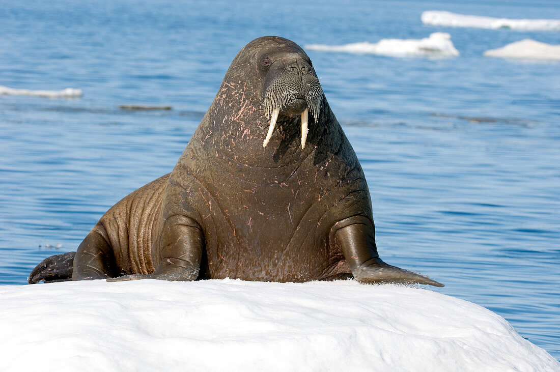 Atlantic walrus