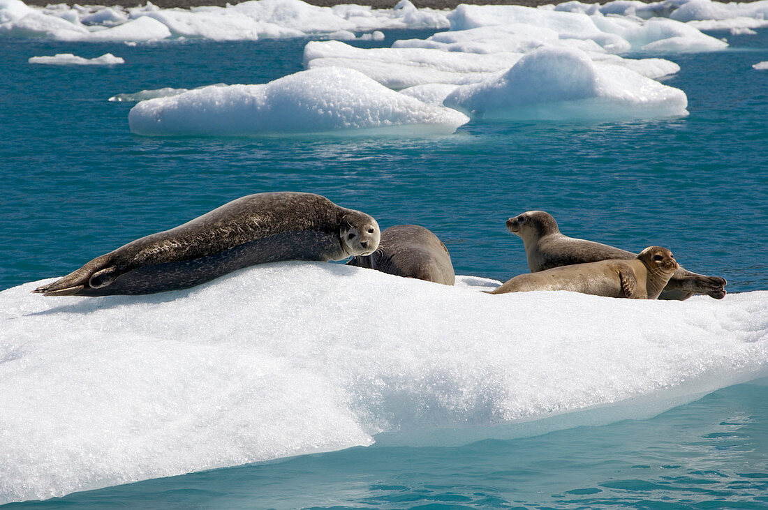 Seals resting on icebergs