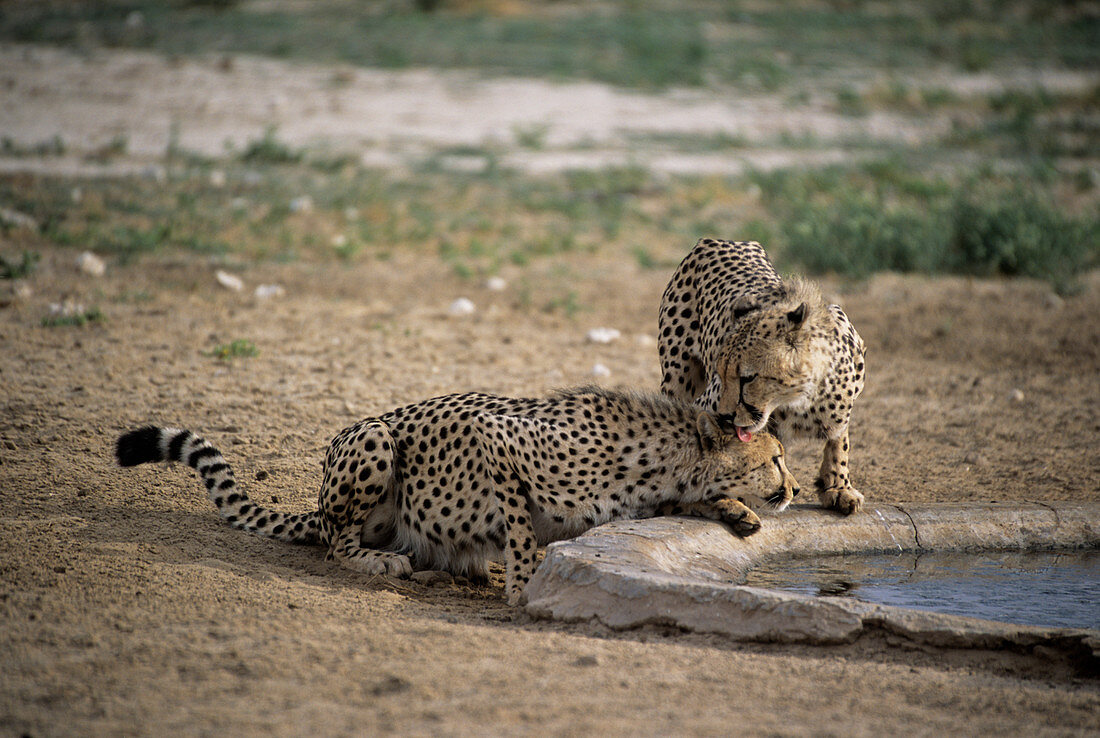 Cheetahs by water