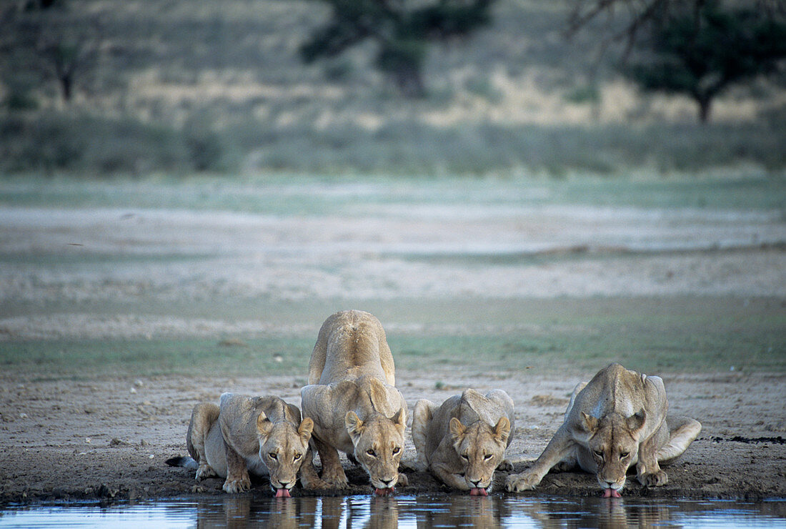 Lionesses drinking
