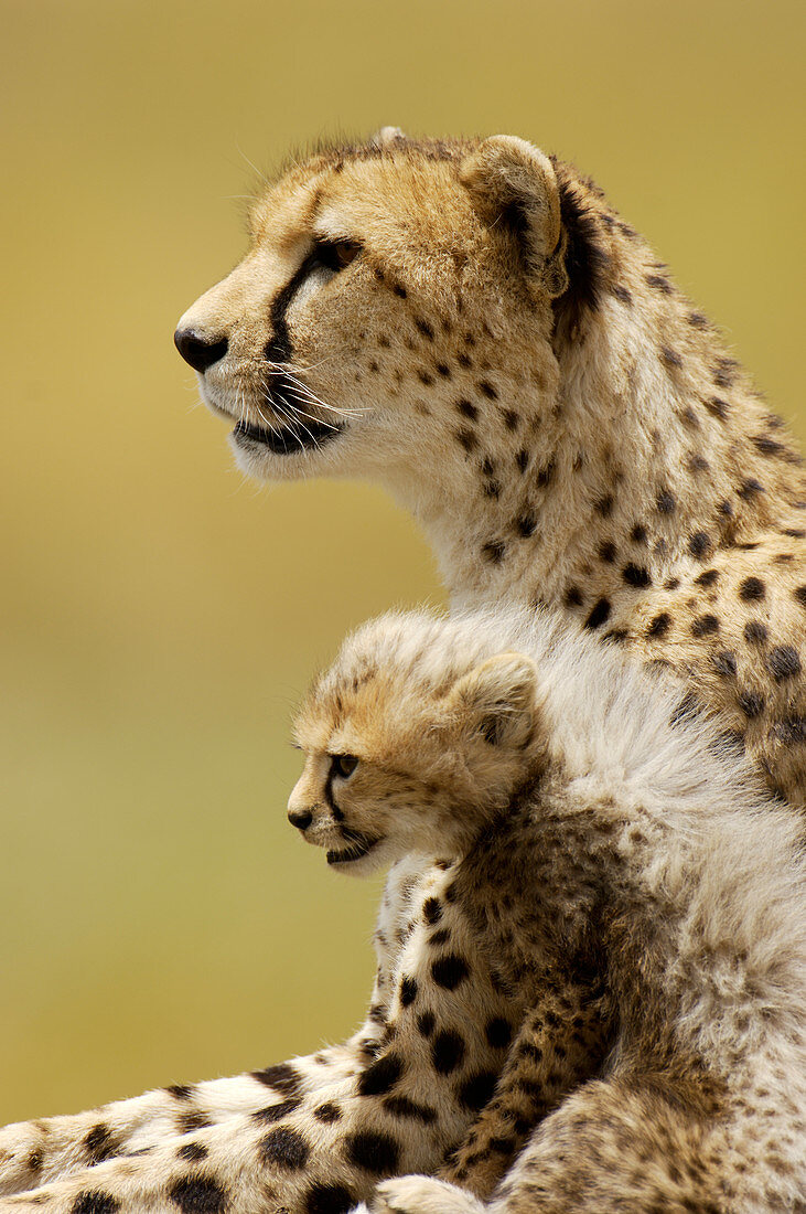 Cheetah and cub