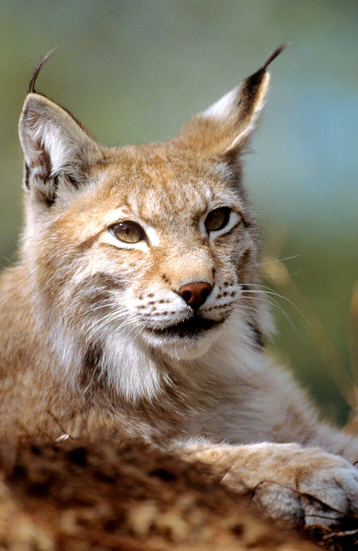 European lynx (Lynx lynx)