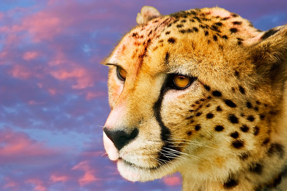 Cheetah