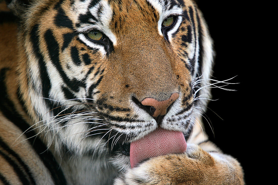 Tiger licking its paw