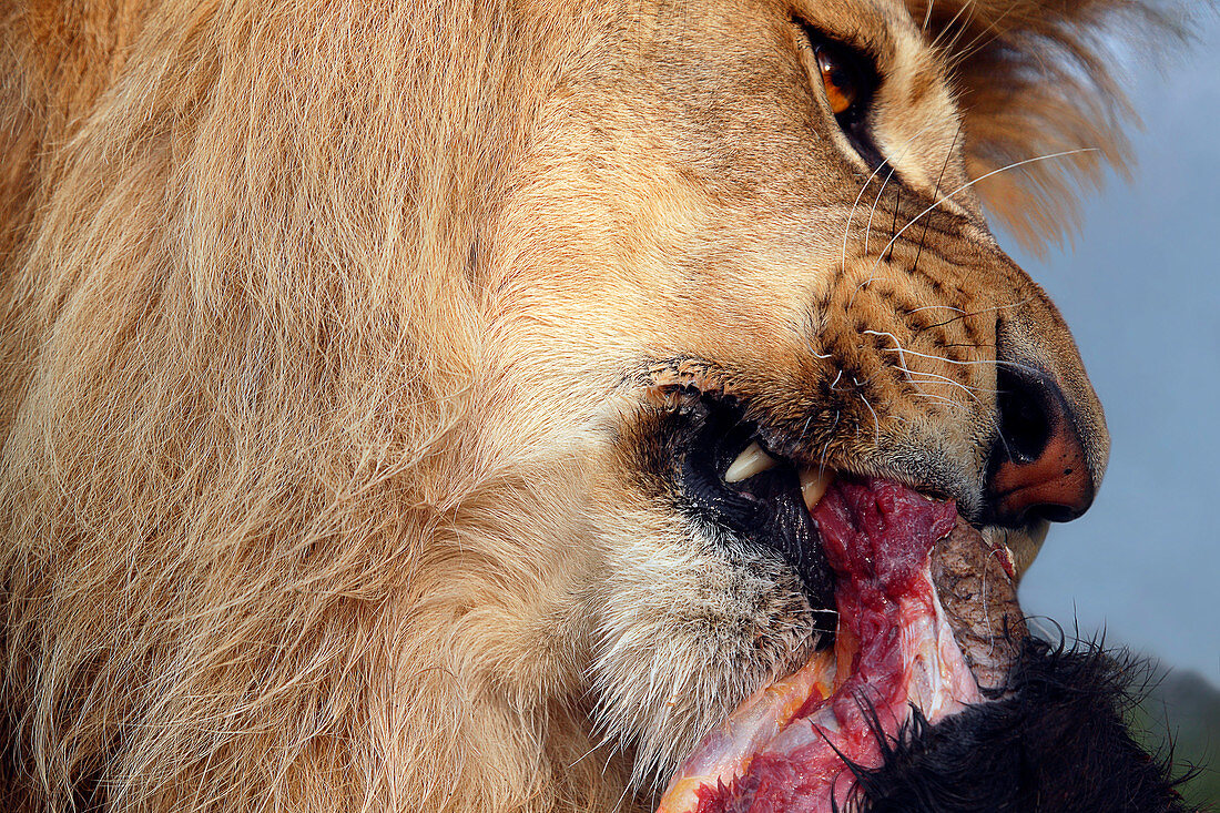 Lion feeding