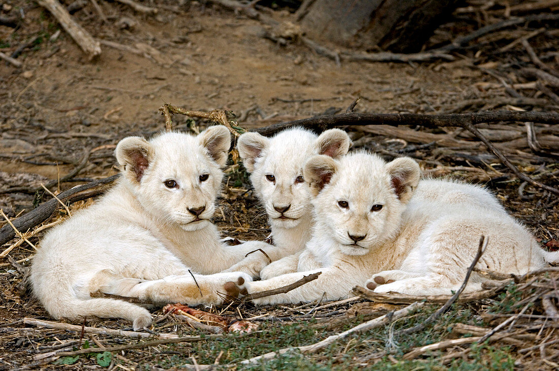 White lion cubs