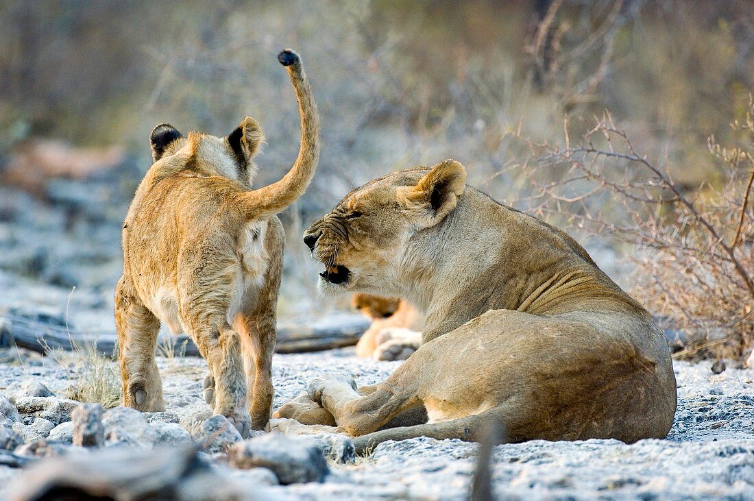 Lioness and cub