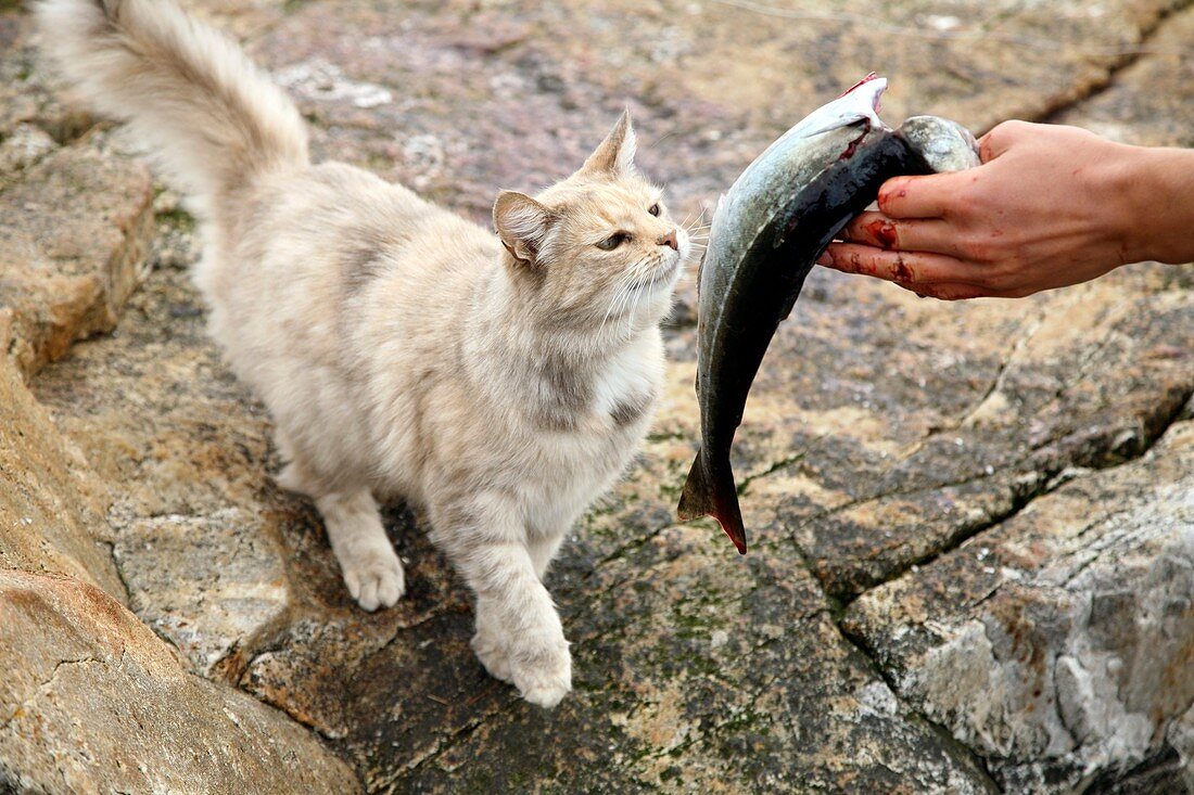 Cat being fed a fish