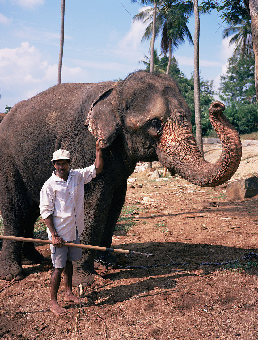 Mahout and elephant