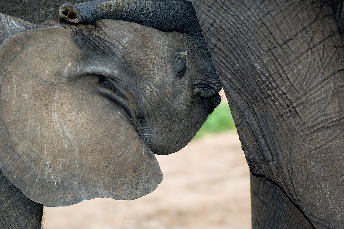 Suckling juvenile African elephant