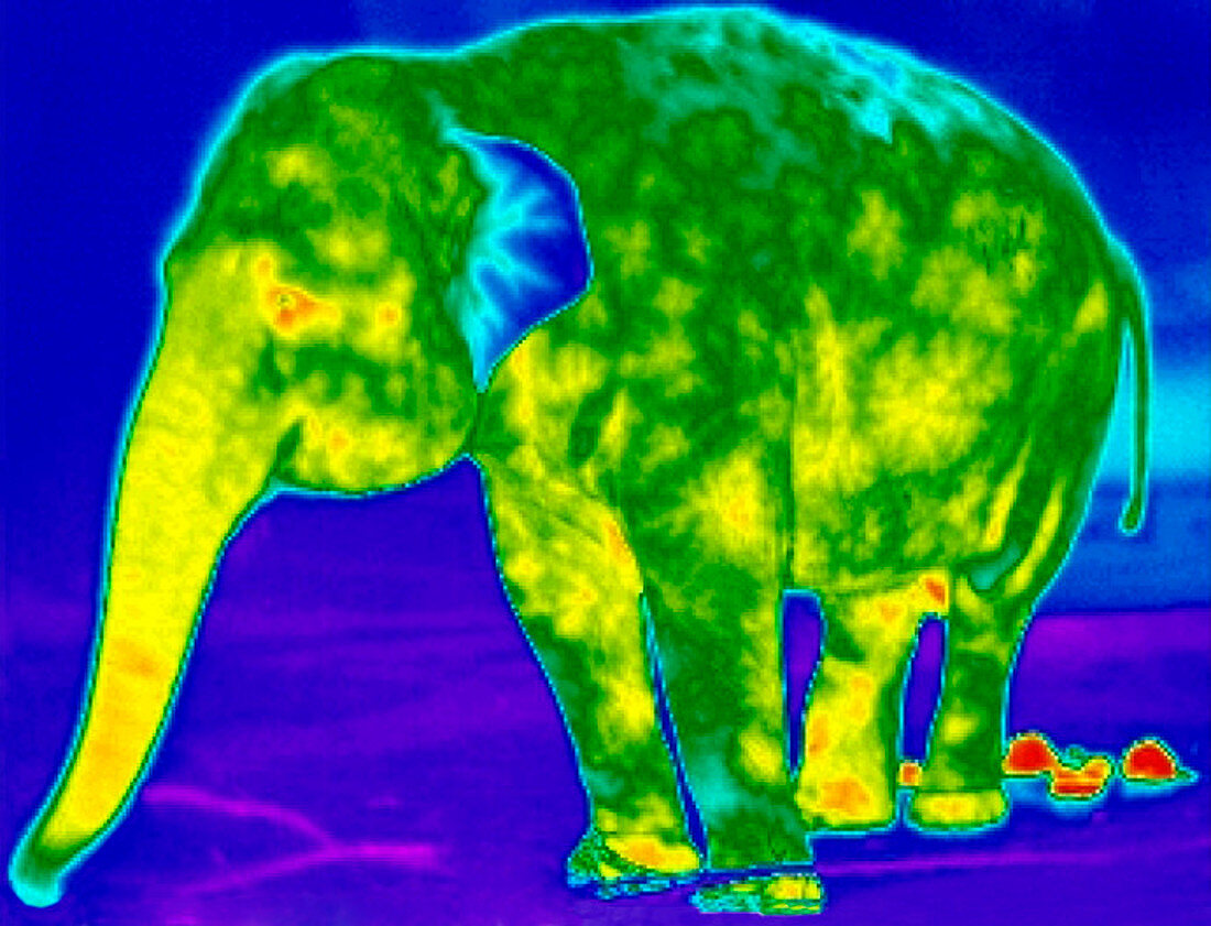 Elephant,thermogram