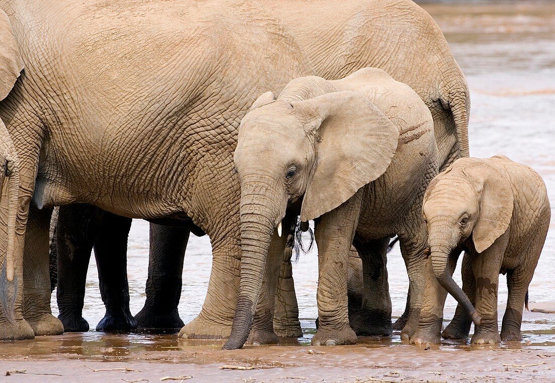 African elephants drinking