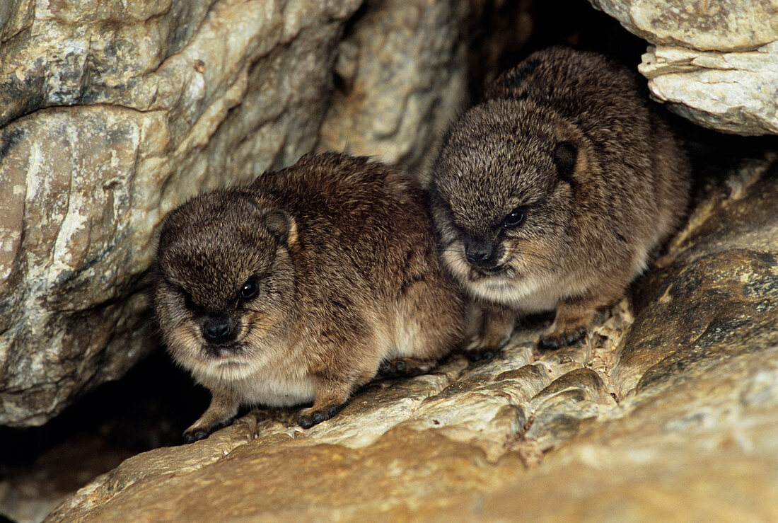 Rock hyraxes