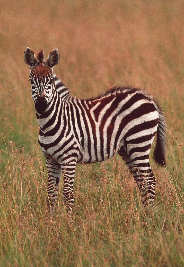 Zebra foal