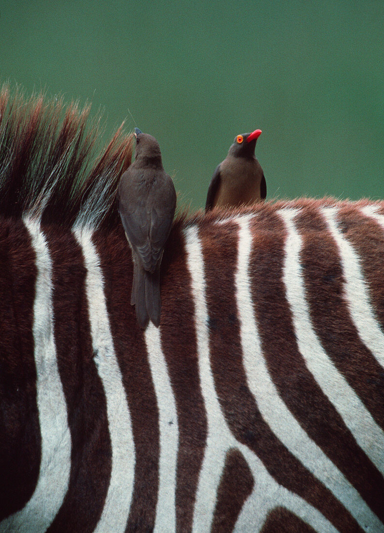 Zebra with oxpeckers