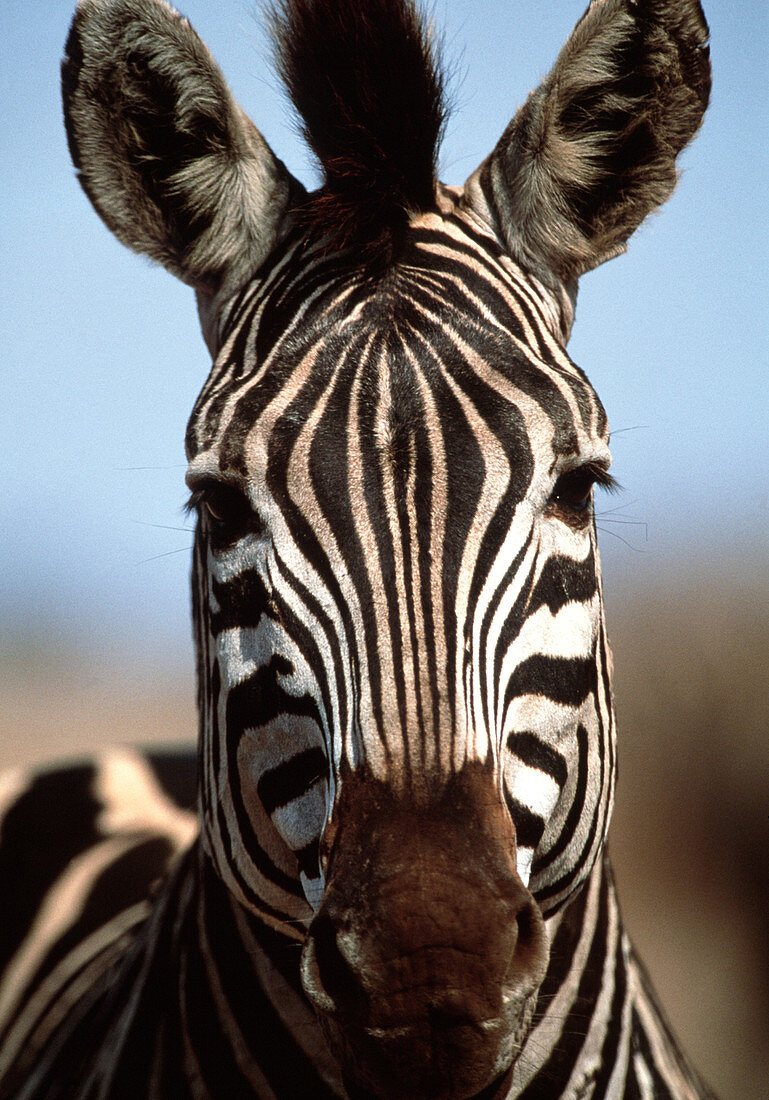 Burchell's zebra