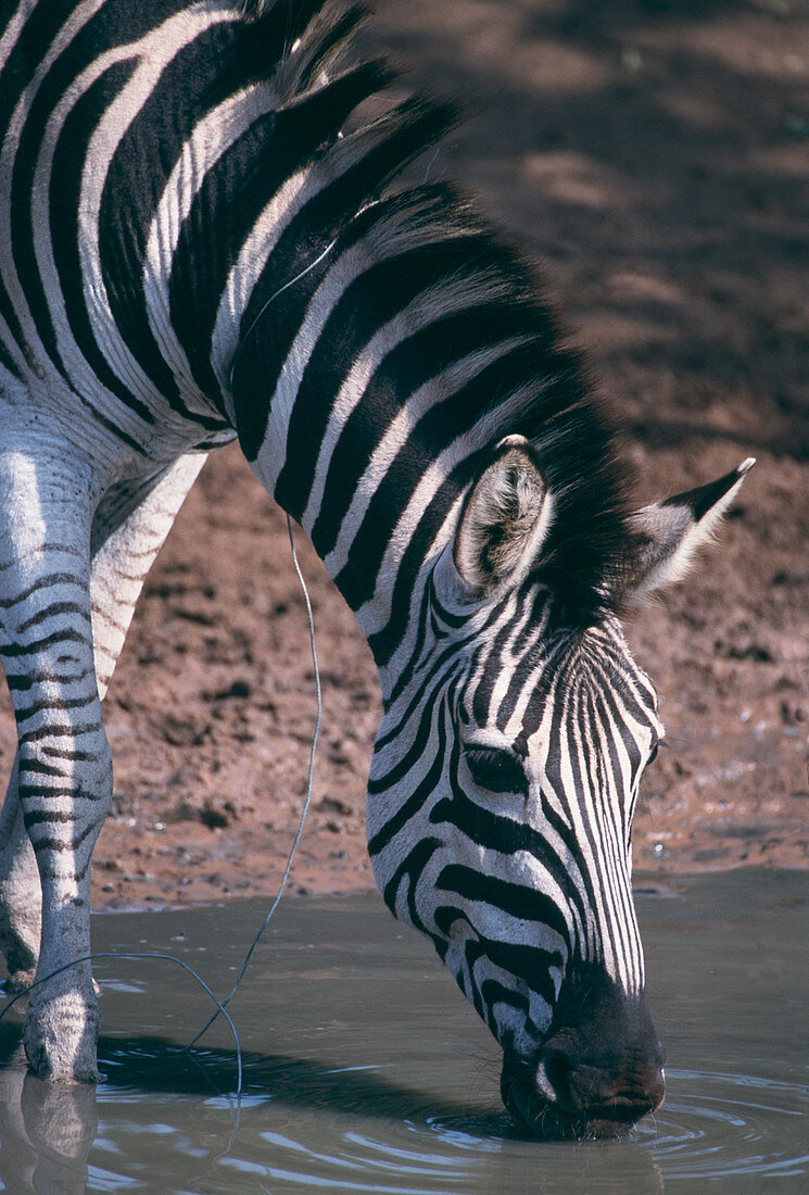 Burchell's zebra