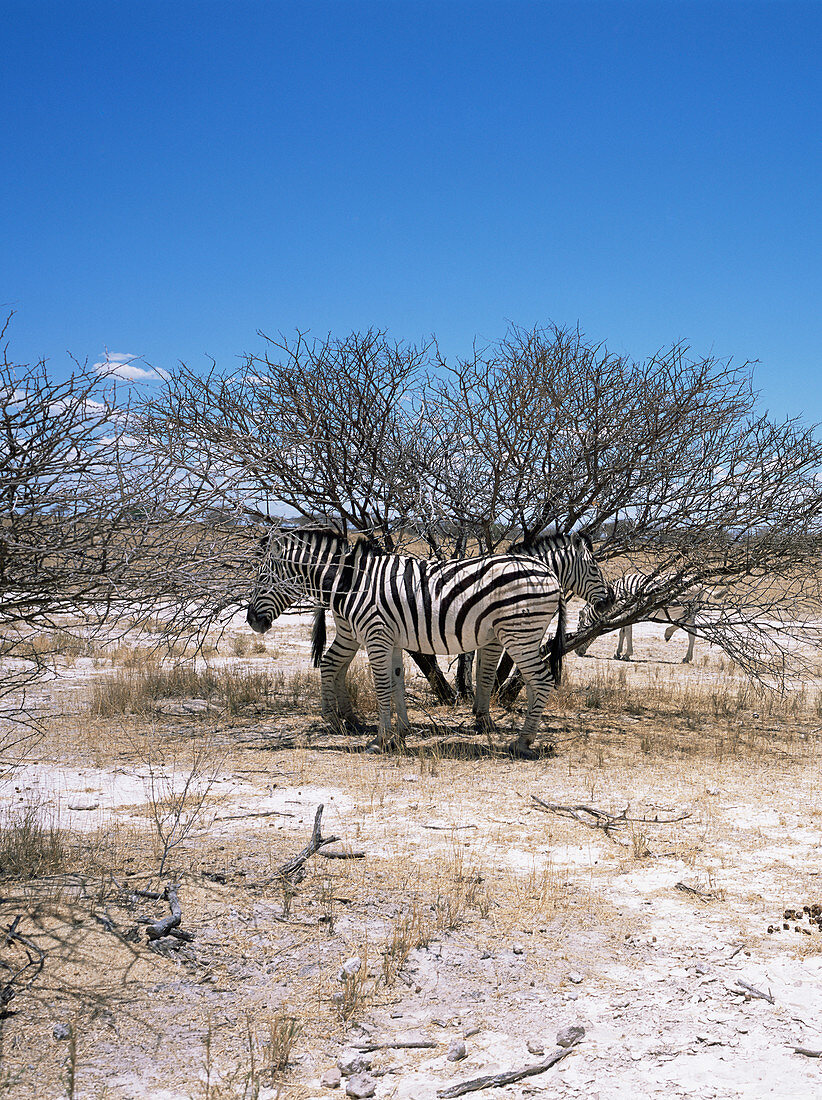 Burchells zebra
