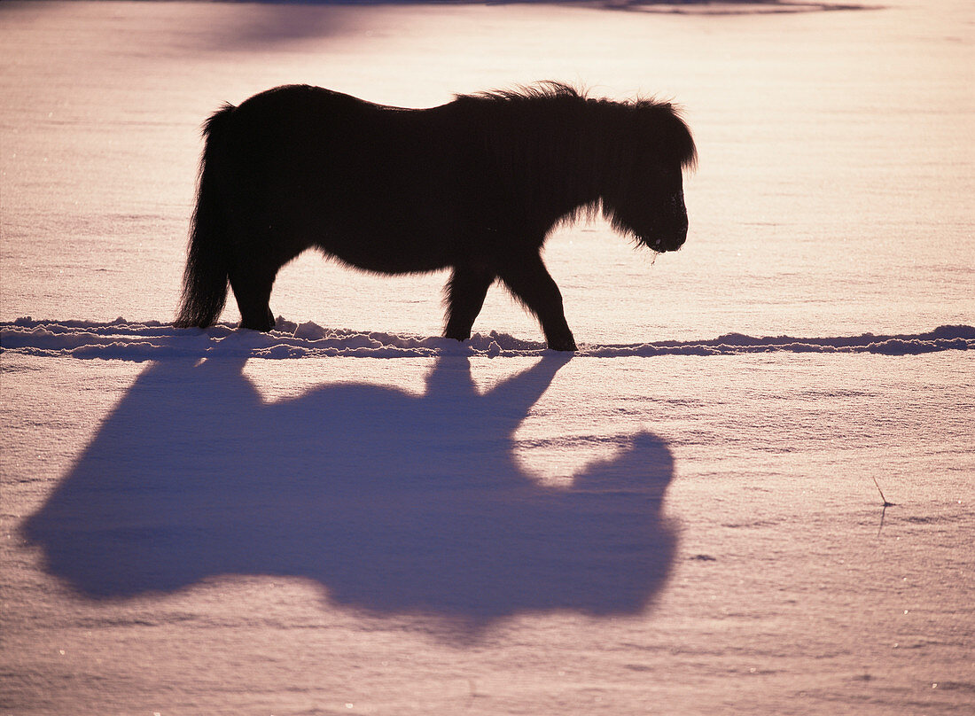 Pony walking through snow