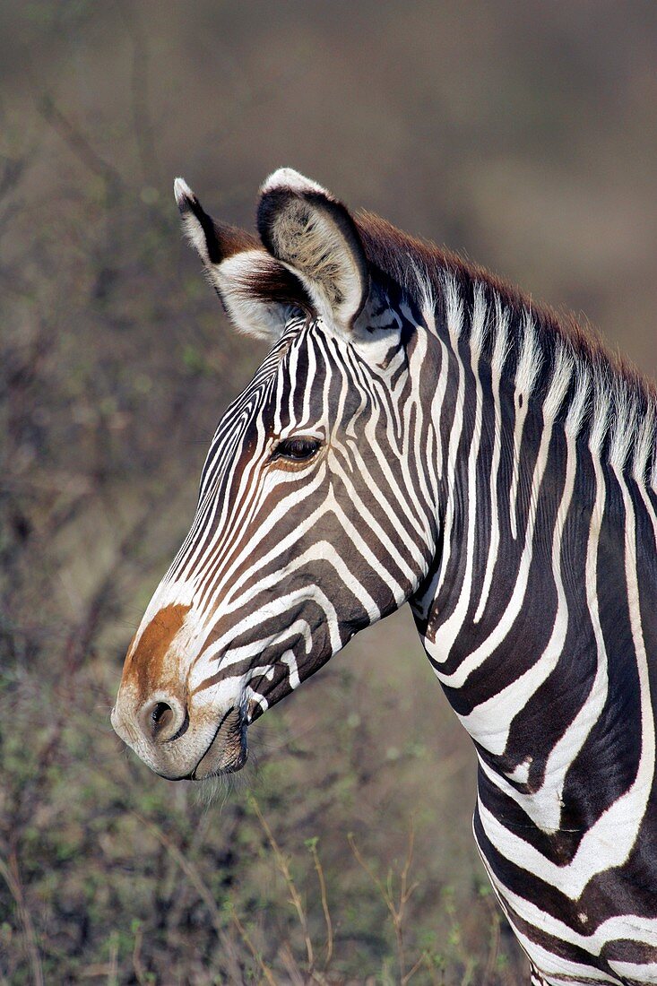 Grevy's zebra