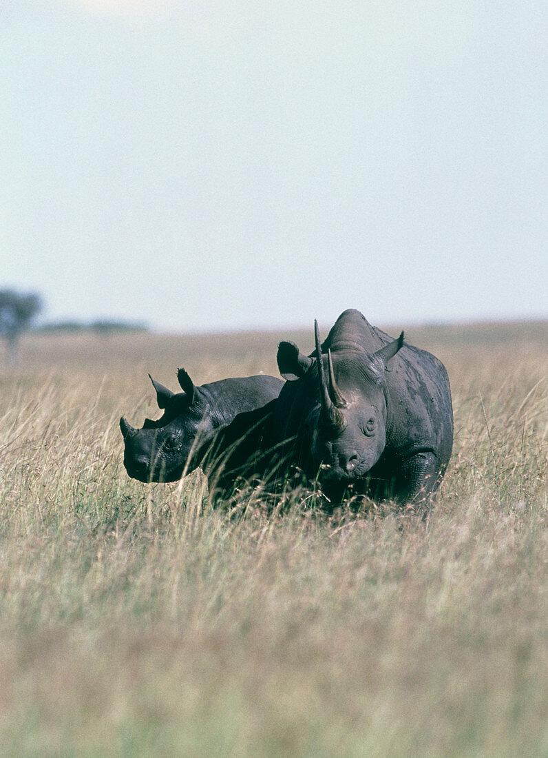 Black rhinoceroses