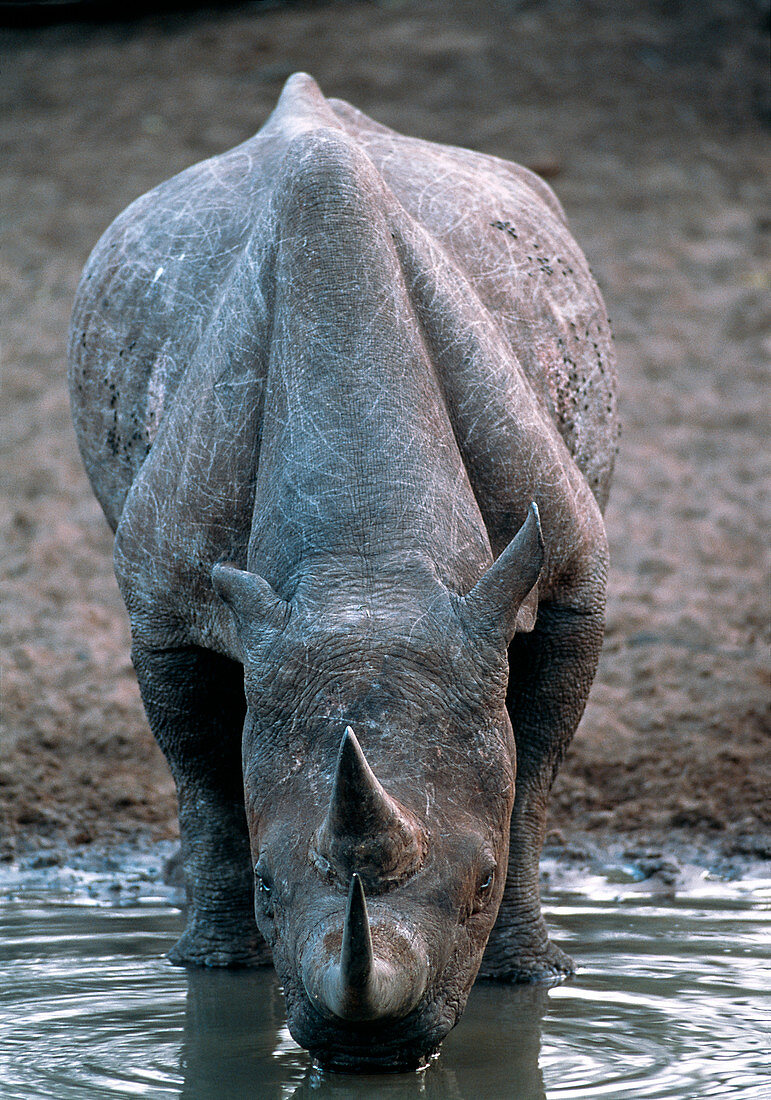 Black rhinoceros drinking