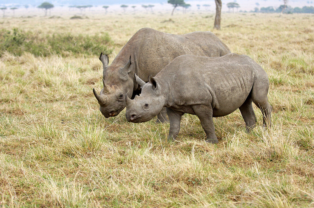 Black rhinos