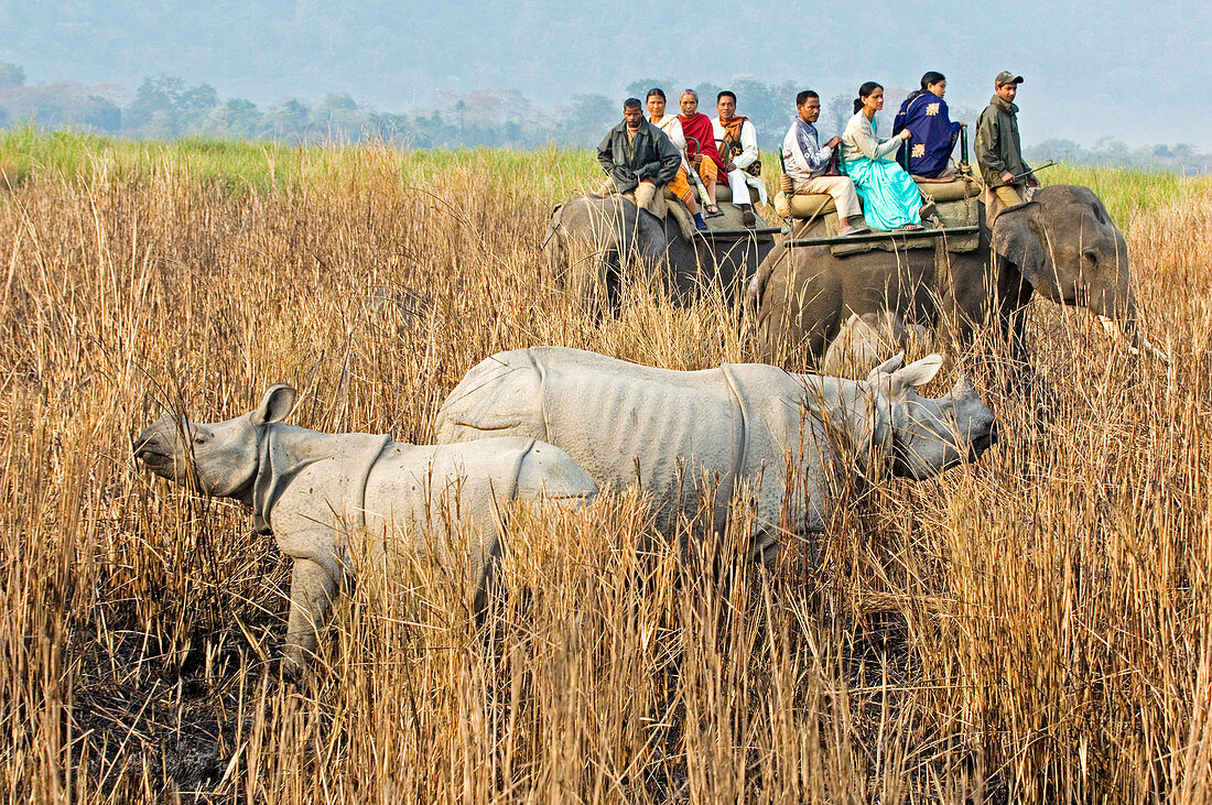 Indian rhinoceroses