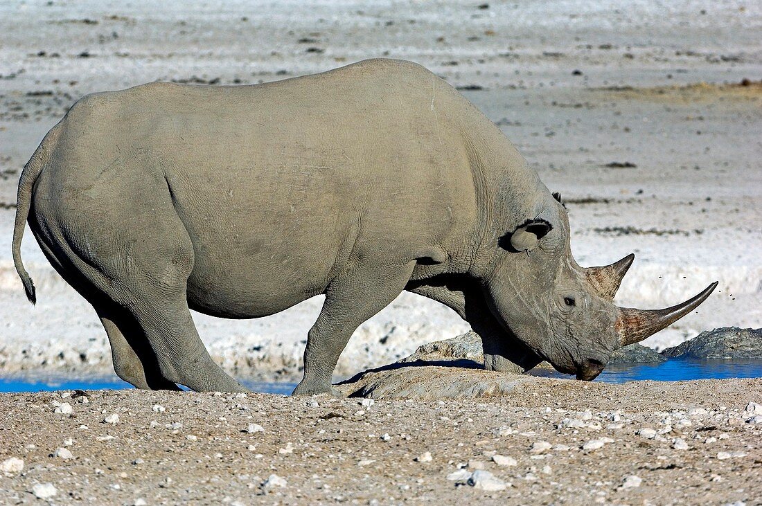 Black rhino drinking