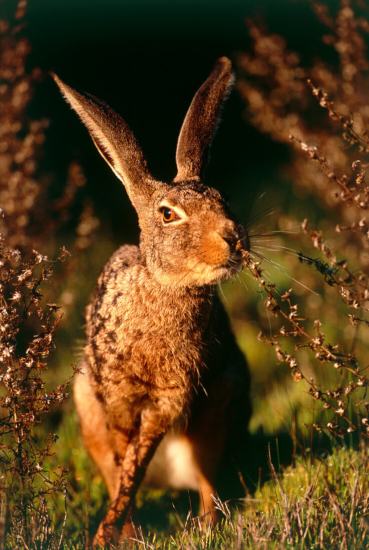 Scrub hare