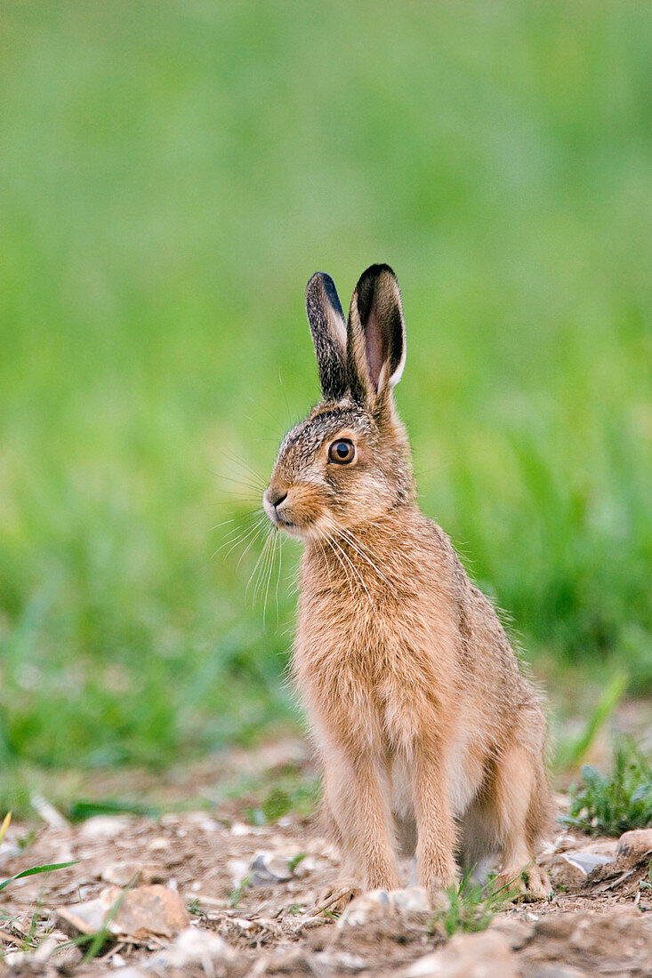 Young European hare