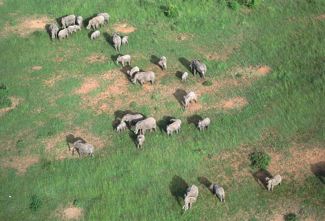 Aerial view of elephant herd (Loxodonta africana)