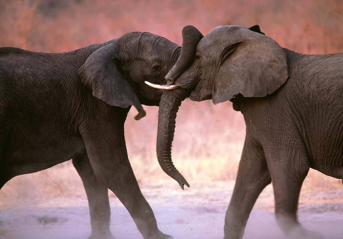 African elephants (Loxodonta africana) sparring