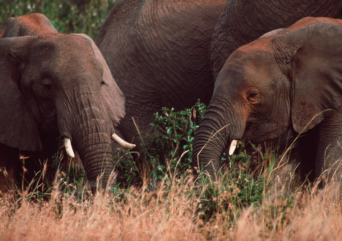Young elephants