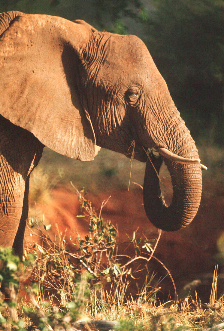 African elephant