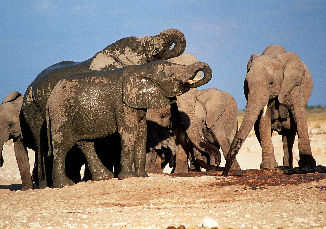 Elephants drinking