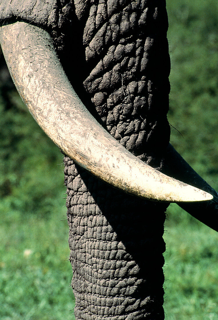 African elephant tusk