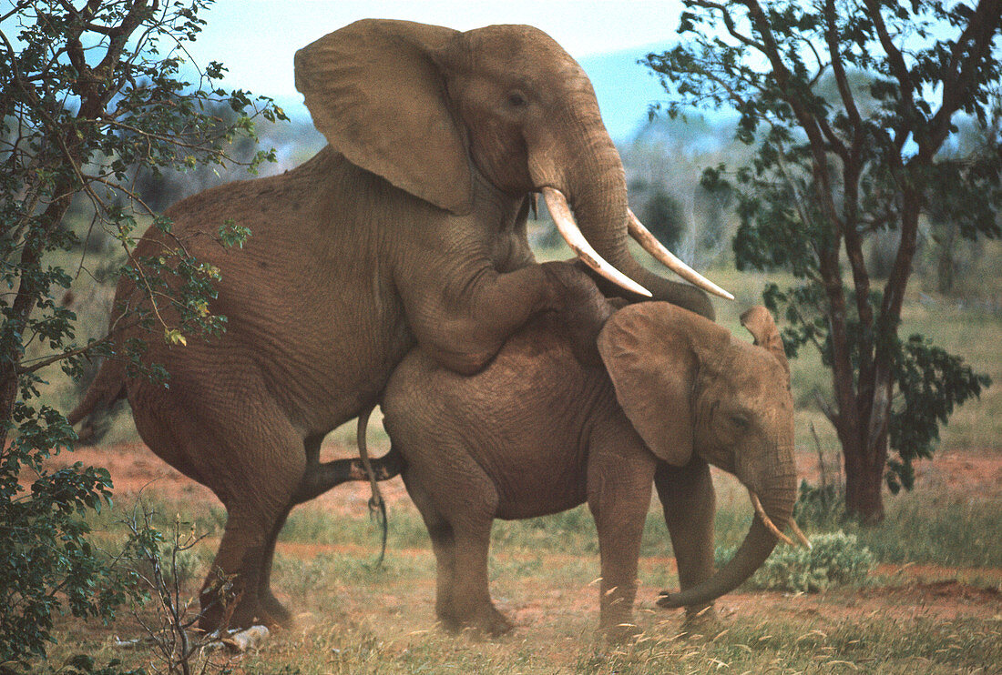 Mating elephants