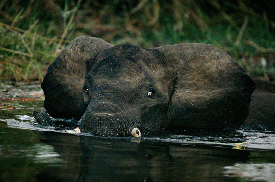 Wading elephant