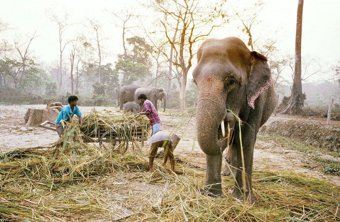 Elephant sanctuary