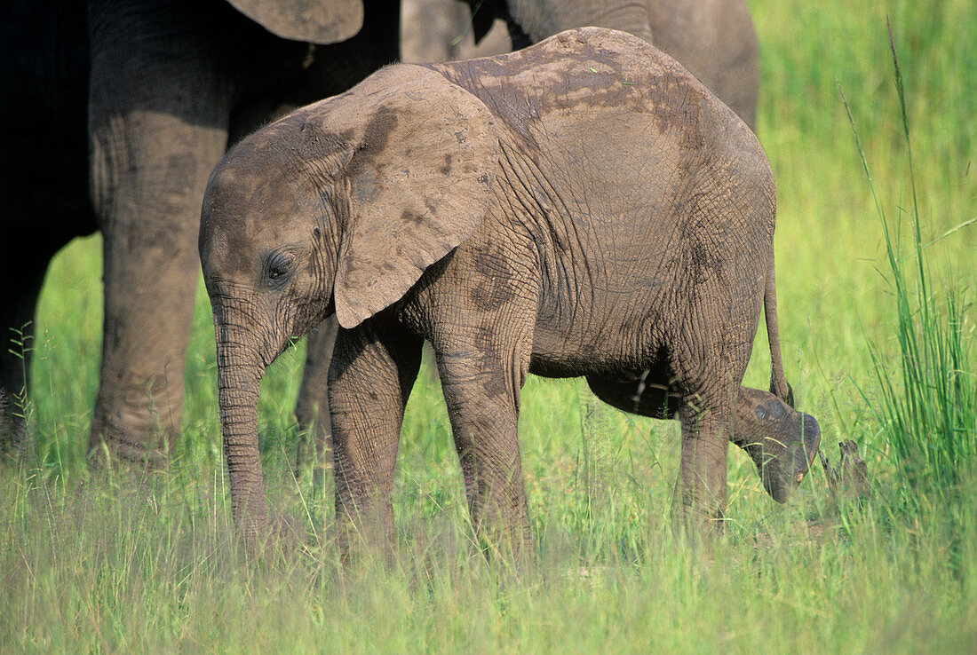 Young elephant