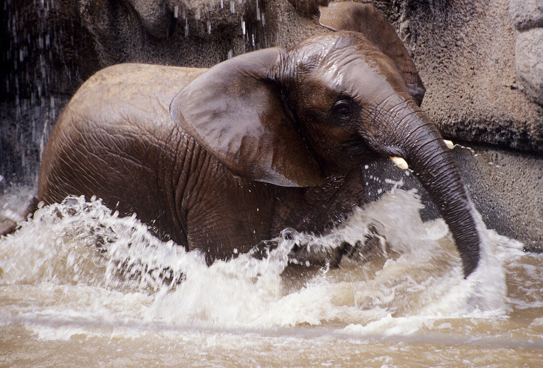 Young elephant bathing
