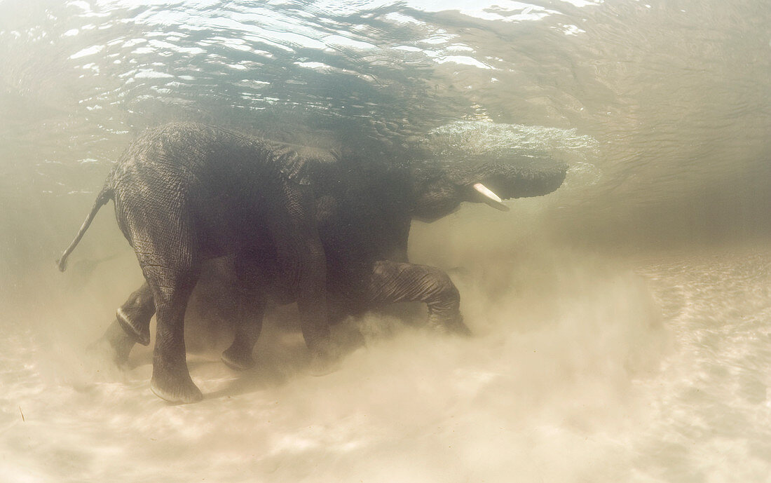 African elephants swimming