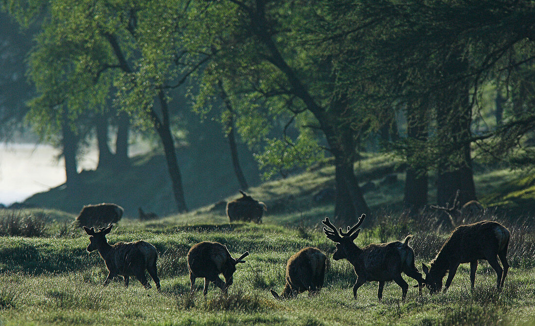 Red deer stags grazing
